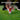 THE BYRD GOLF DIVOT CLYP - Green Macaw